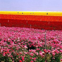 《寂静岭f》美版和日版封面对比 你更喜欢谁？