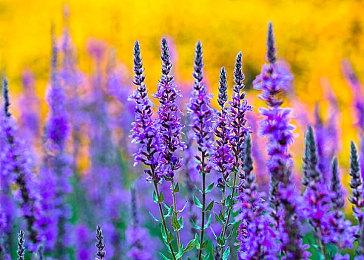 卡片战略RPG《三重幻想》STEAM版特别奖励码发送中!