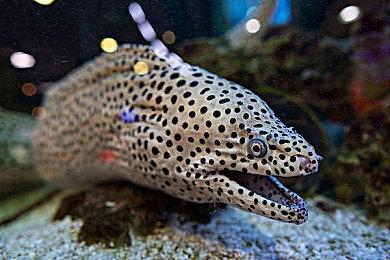 《死亡细胞：重返恶魔城版》实体版发售 内附精致周边